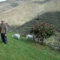 Manuel Grácio nas suas actividades de pastorícia. Soito da Ruiva, 2007.