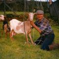 Marcelo Gonçalves (marido de Albertina Anjos), a pastar as cabras