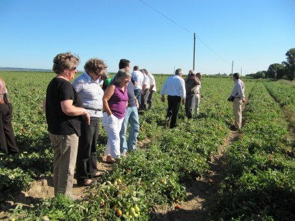 Muitos hectares de tomate