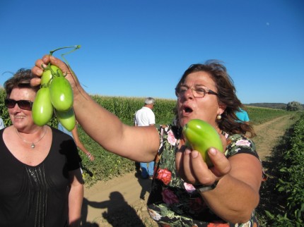 "Olha ó tomate Barroso que é o mais gostoso!"